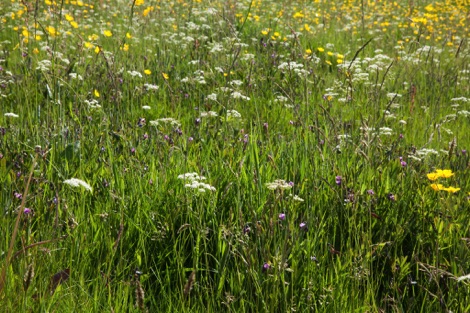 High Hirst Woodmeadow flower meadow